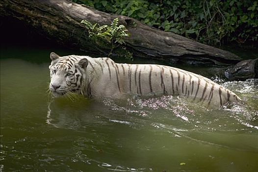 孟加拉虎,虎,白色,成年,涉水,水,亚洲