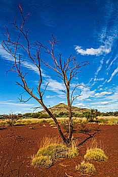 秃树,正面,攀升,骑乘,李小龙,西澳大利亚州,澳大利亚