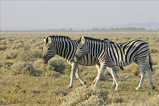 斑马,马,埃托沙国家公园,非洲,纳米比亚