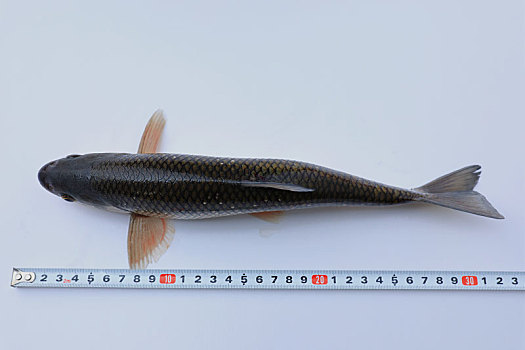 瓦式雅罗鱼标本