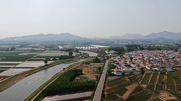 山东省日照市,航拍北方绿茶之乡,满目青翠茶飘香