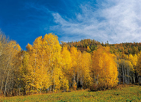 新疆,树林,秋天