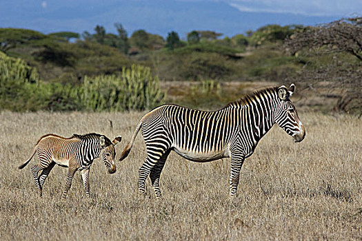 斑马,细纹斑马,小马,莱瓦野生动物保护区,北方,肯尼亚