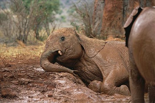 非洲象,孤儿,卧,浴室,东察沃国家公园,肯尼亚