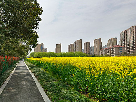 油菜花,花海