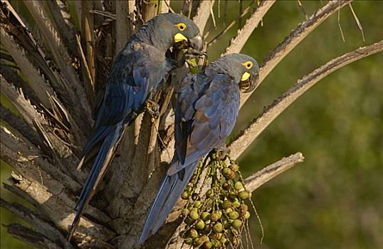 金刚鹦鹉,一对,棕榈树,幸存,巴西,南美