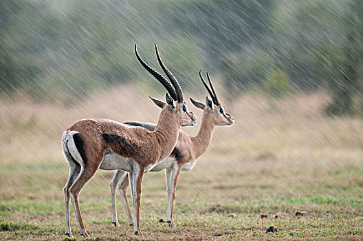 瞪羚,女性,暴风雨,肯尼亚