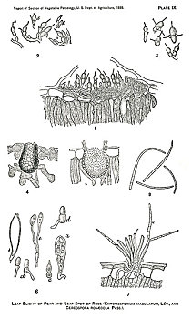 叶子,枯萎,梨,斑点,玫瑰,报告,农业,美国,插画