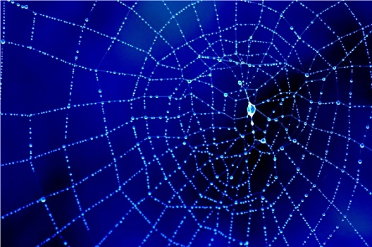 露珠,蜘蛛网,蓝色
