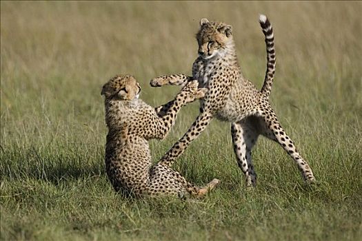 印度豹,猎豹,9个月大,马赛马拉国家保护区,肯尼亚