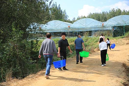 山东日照,近郊采摘游受青睐,市民品尝阳光玫瑰感受好,丰,景