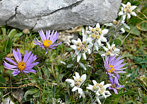火绒草,高山,紫苑属