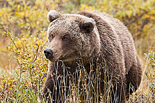 大灰熊,棕熊,秋色,德纳里峰国家公园,阿拉斯加,美国