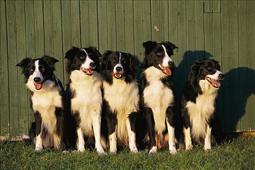 博德牧羊犬,狗,五个,成年,坐,排列