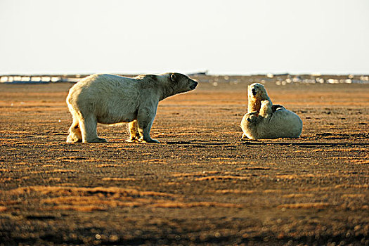 两个,年轻,极地,熊,玩,争斗,相互,母兽,看,北方,斜坡,区域,波弗特,海洋,阿拉斯加,北美