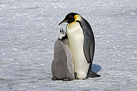 帝企鹅,企鹅,成年,幼禽,雪丘岛,南极半岛,南极