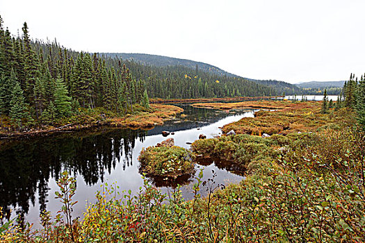 泥炭沼,河,区域,魁北克,加拿大