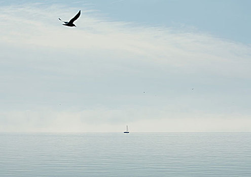 海鸥,飞跃,湖