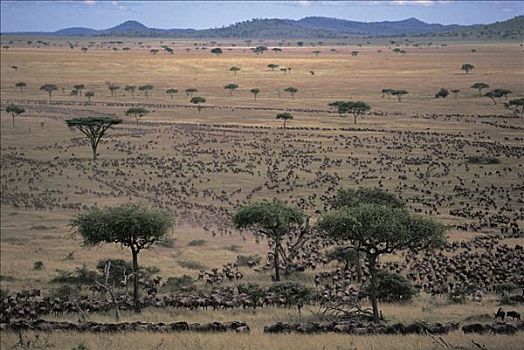 蓝角马,角马,牧群,迁徙,塞伦盖蒂国家公园,坦桑尼亚