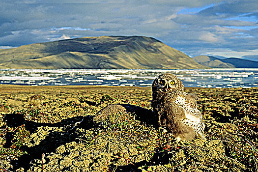 幼鸟,雪鹄,孵化,地面,艾利斯摩尔岛