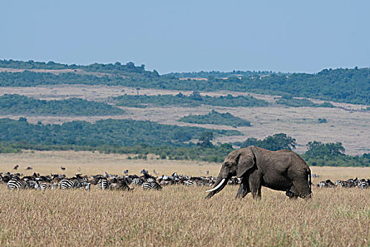 大象,非洲象,马赛马拉国家保护区,肯尼亚,非洲