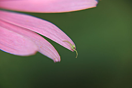 松果菊,花瓣,蜘蛛