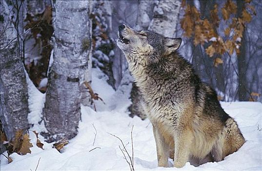 叫喊,狼,哺乳动物,冬天,雪,美国,北美,动物