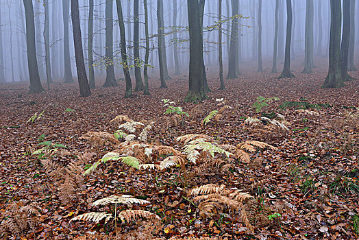 雾,山毛榉,树林,秋天,雅斯蒙德国家公园,梅克伦堡前波莫瑞州,德国,欧洲