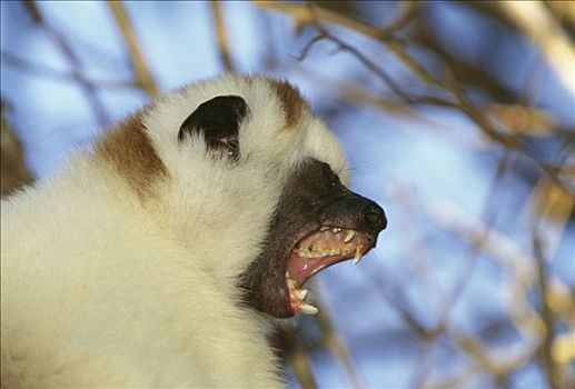 狐猴,张嘴,马达加斯加