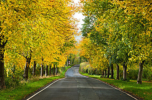 树林,道路,秋天