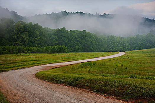 弯曲,乡村,土路,树林,遮盖,雾,田纳西