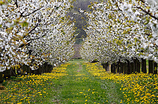 花,樱桃树,图林根州,德国,欧洲
