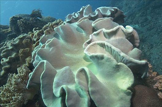 印度尼西亚,巴厘岛,水下,珊瑚