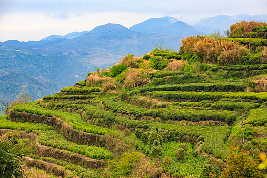 茶园,采茶,高山