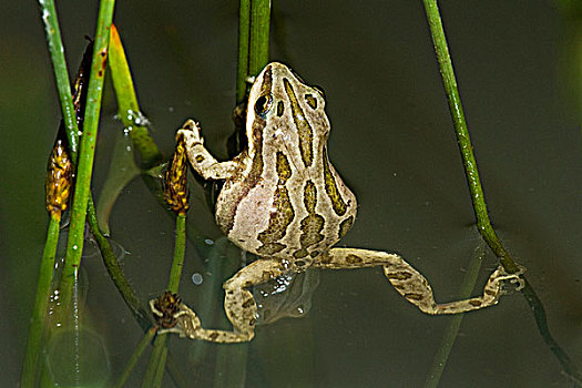 青蛙,雄性,靠近,科罗拉多