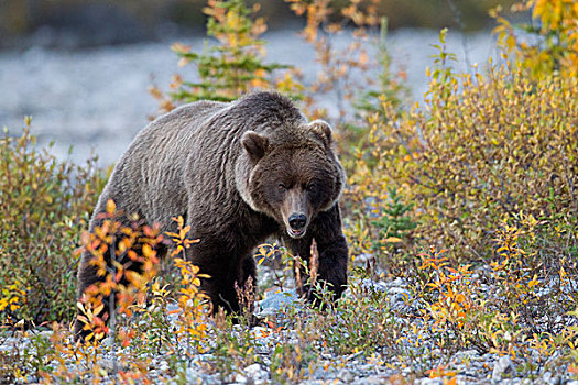 大灰熊,棕熊,苔原,德纳里峰国家公园,阿拉斯加