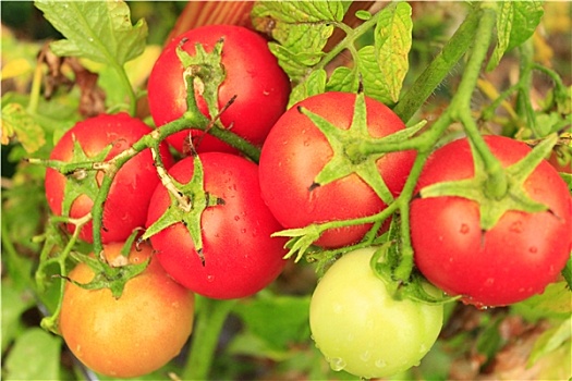 红色,西红柿,灌木