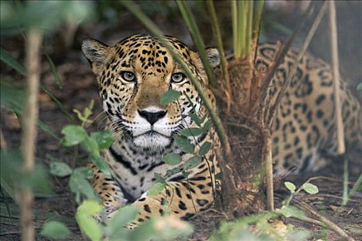 美洲虎,美洲豹,猎捕,雨林,哥斯达黎加