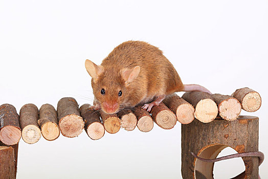 老鼠,坐,木桥,家养,家鼠,小鼠