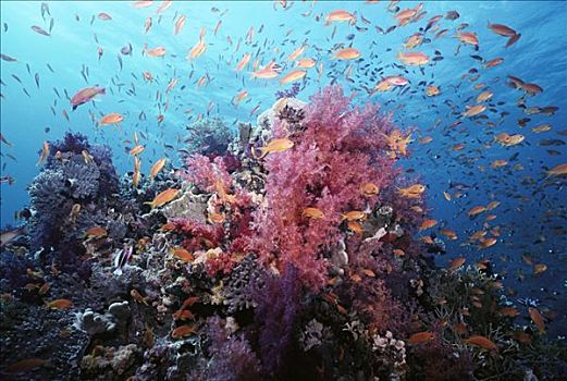 鱼群,珊瑚,墙壁,彩色,软珊瑚,红海