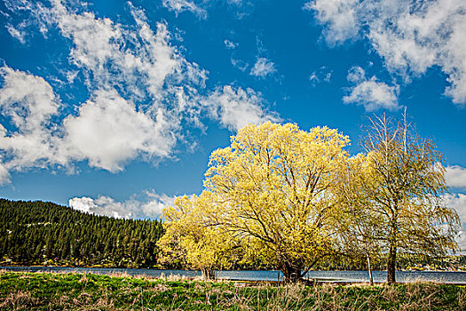 树,风景,漂亮,黄色,蓝天,自由,湖,华盛顿