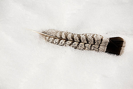 一个,雪鹄,羽毛,雪地,沃特顿,艾伯塔省,加拿大