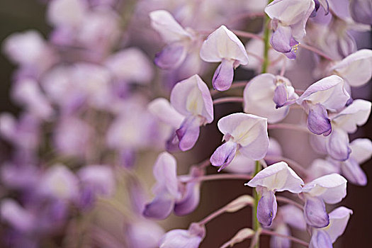 紫藤萝花