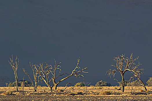 枯木,山谷,塞斯瑞姆,区域,纳米比亚,非洲