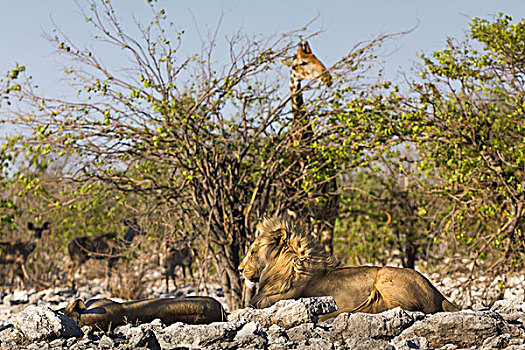 狮子,放松,靠近,水潭,长颈鹿,羚羊,背景,埃托沙国家公园,纳米比亚,非洲