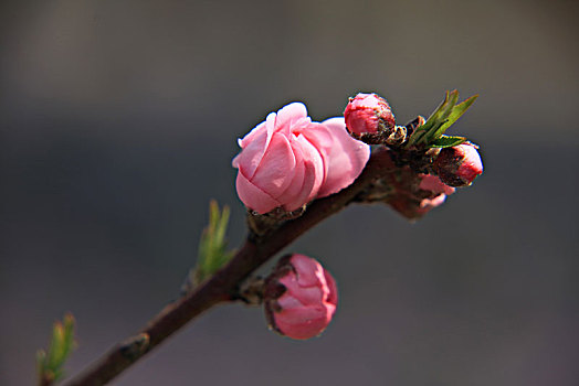 碧桃,千叶桃花,桃花