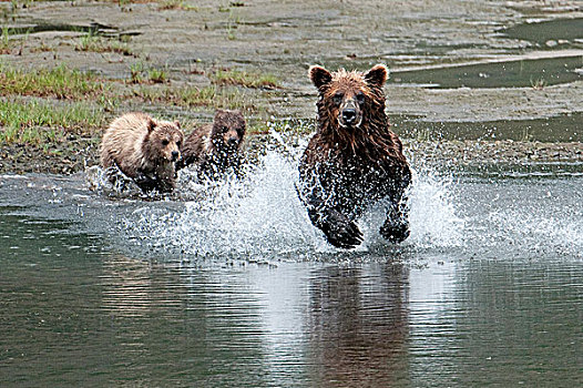 棕熊,母熊,三文鱼,幼兽,看,海滩,湾,克拉克湖,国家公园,西南方,阿拉斯加,夏天
