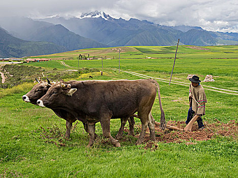 农民,传统,牛
