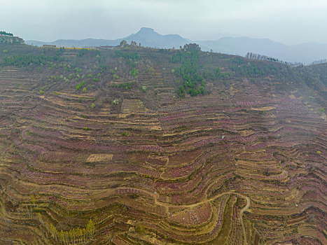 山东蒙阴岱崮地貌桃花盛开