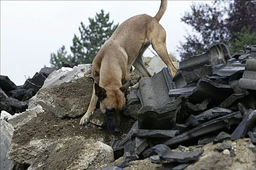 寻找,救助,狗,堆积,碎石,路,北莱茵威斯特伐利亚,德国